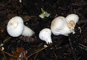 Lycoperdon pyriforme – This puffball has a longer tapered stalk and grows on rotted wood.